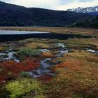 Laguna Negra, NP Tierra del Fuego, Argentinien