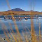 Lagune Altiplano