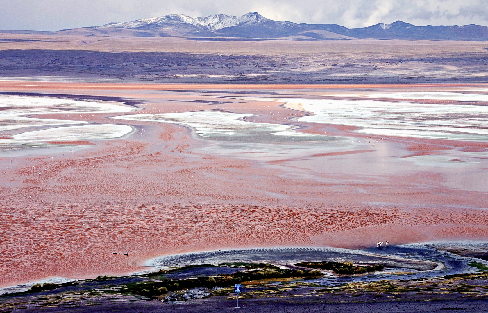 Lagune colorée (laguna colorada)