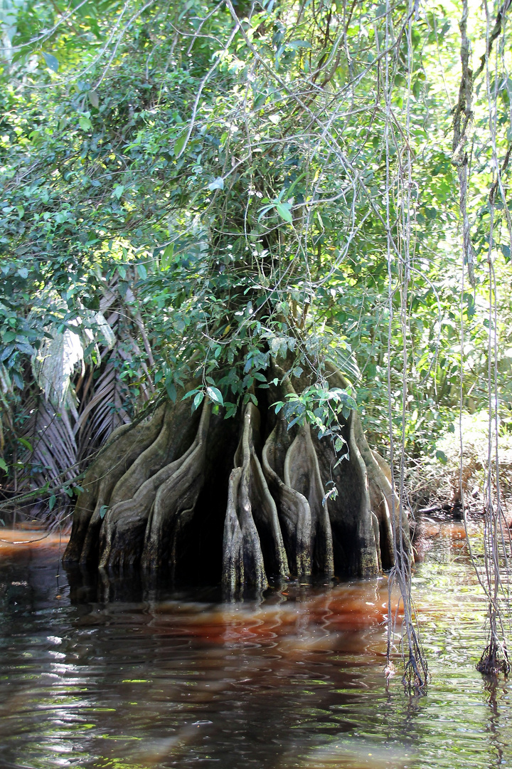 lagune et palétuvier