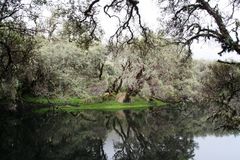 Lagune im Märchenwald