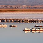 Lagune in der Atacama - kurz nach Sonnenaufgang