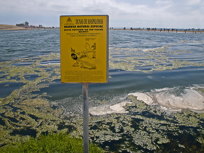 Lagune von Maspalomas