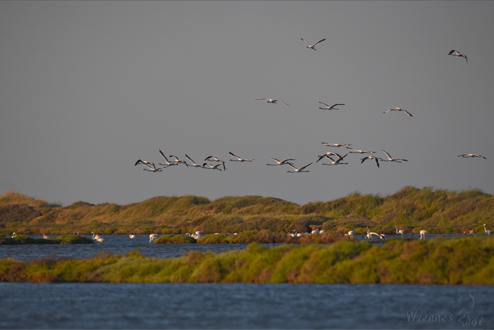 Lagunenflug