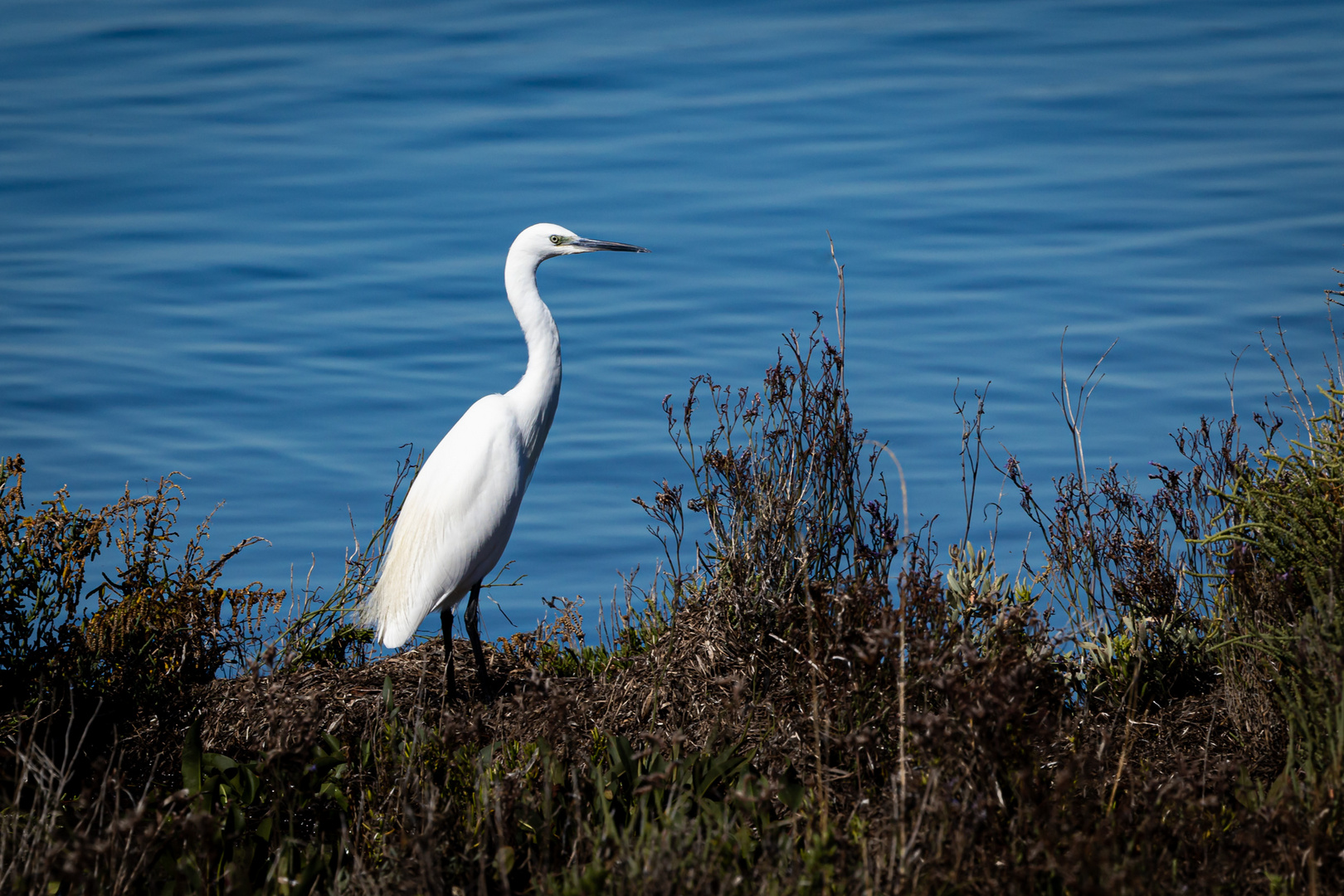 Lagunenwächter