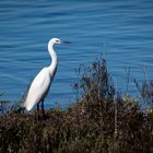 Lagunenwächter