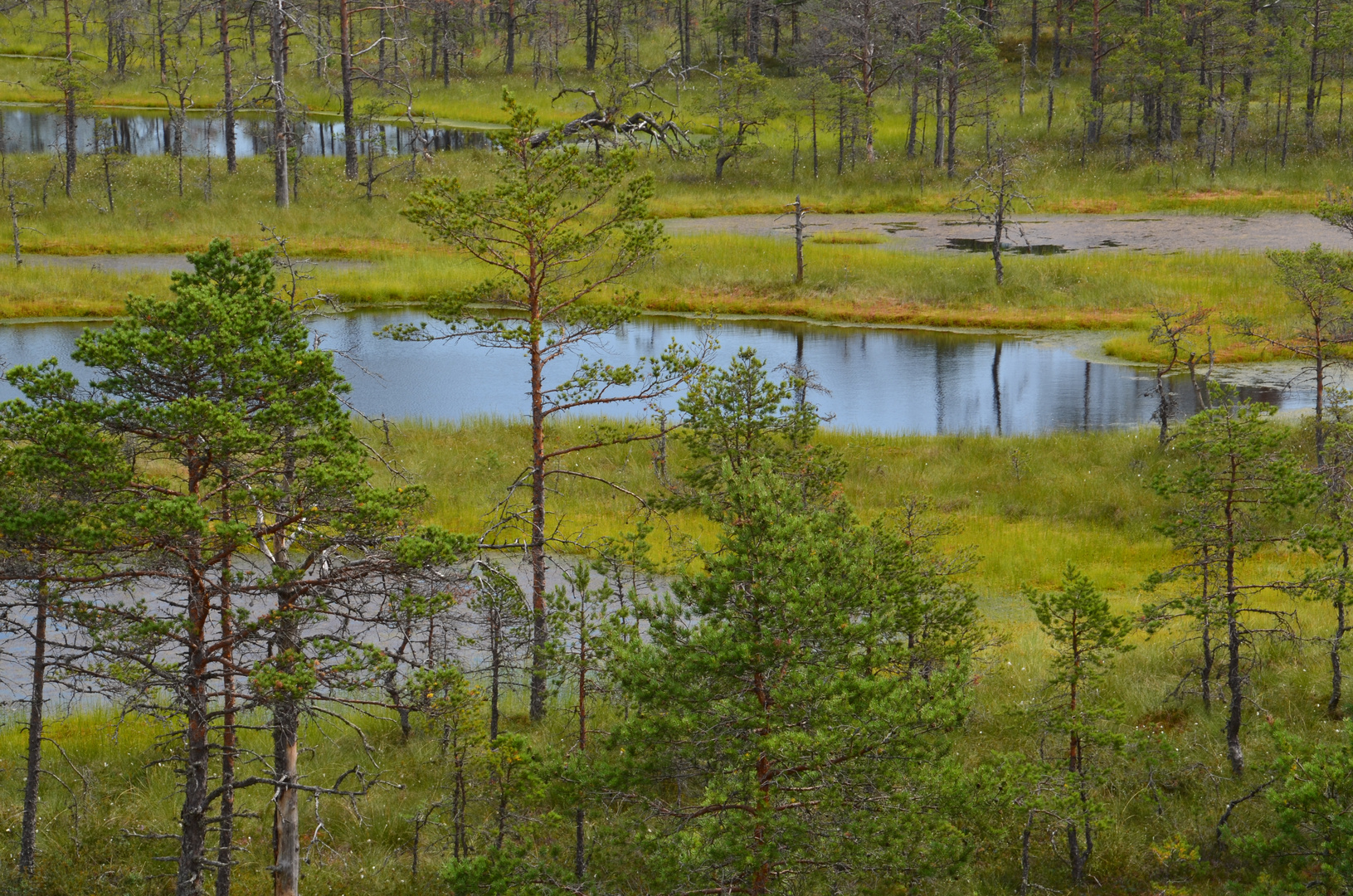 Lahemaa-Nationalpark - Hochmoor Viru (Juli 2013)