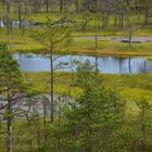 Lahemaa-Nationalpark - Hochmoor Viru (Juli 2013)