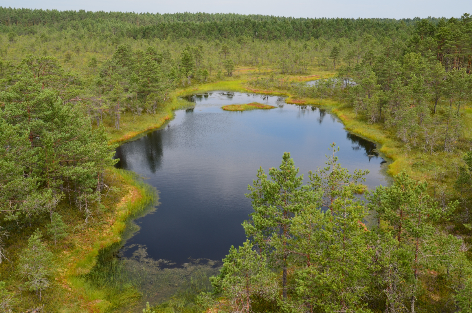 Lahemaa-Nationalpark - Hochmoor Viru (Juli 2013)