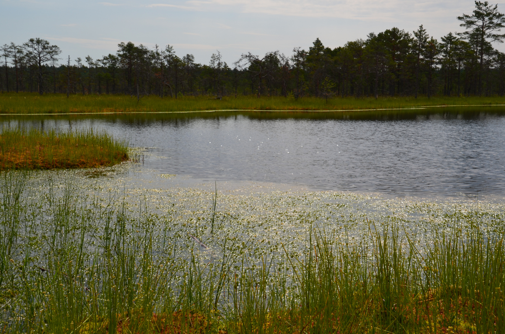 Lahemaa-Nationalpark - Hochmoor Viru (Juli 2013)