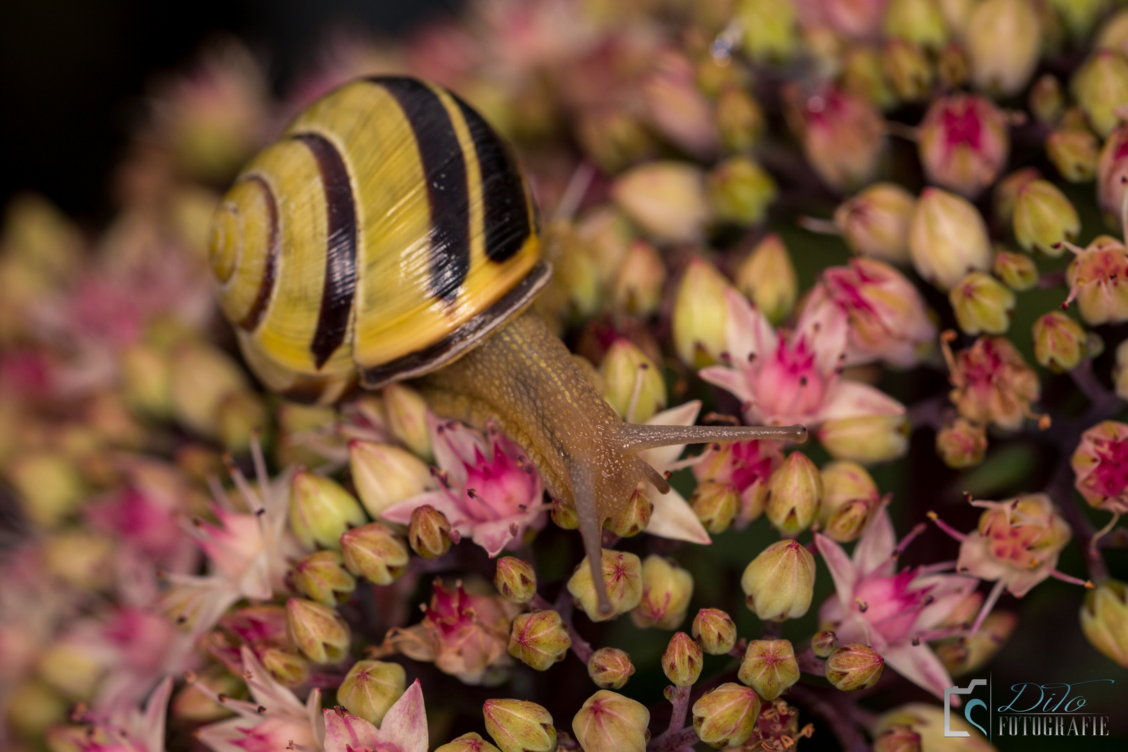 Lahme Schnecke