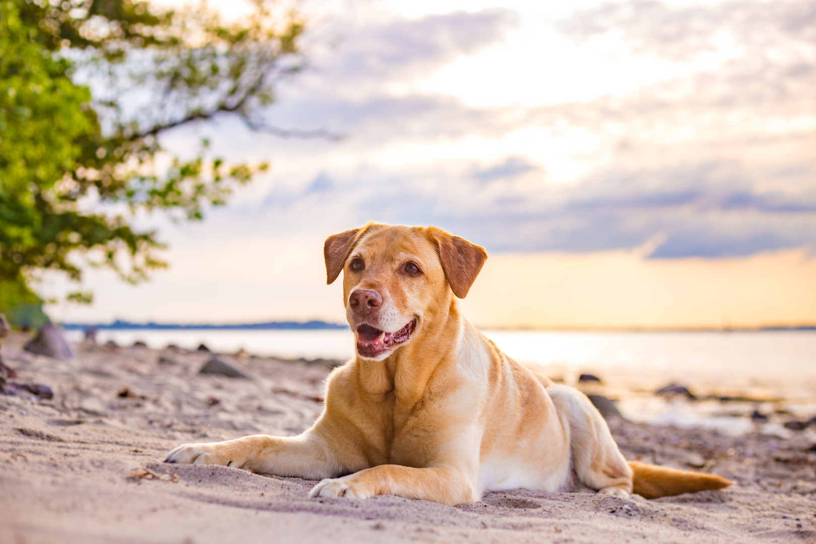 Laica am Strand