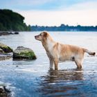 Laica am Strand