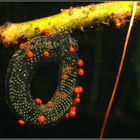 Laich der Köcherfliege mit Süßwassermilben