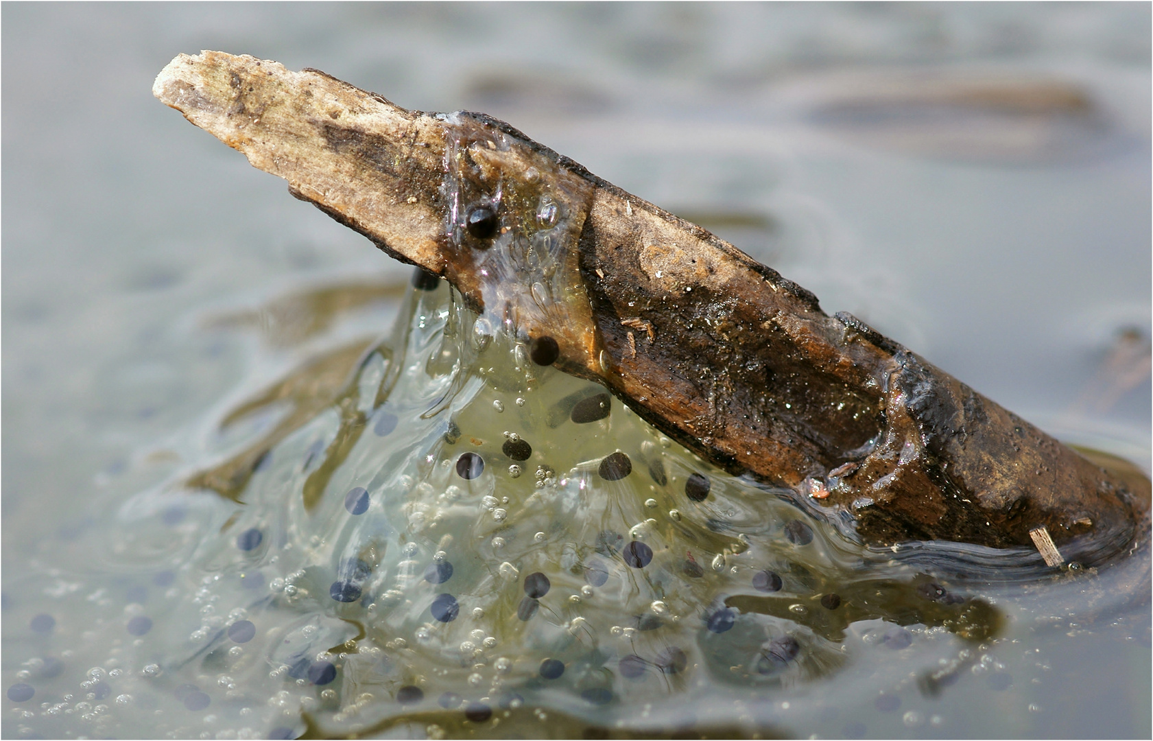 Laich im Teich Foto & Bild tiere, wildlife, amphibien & reptilien