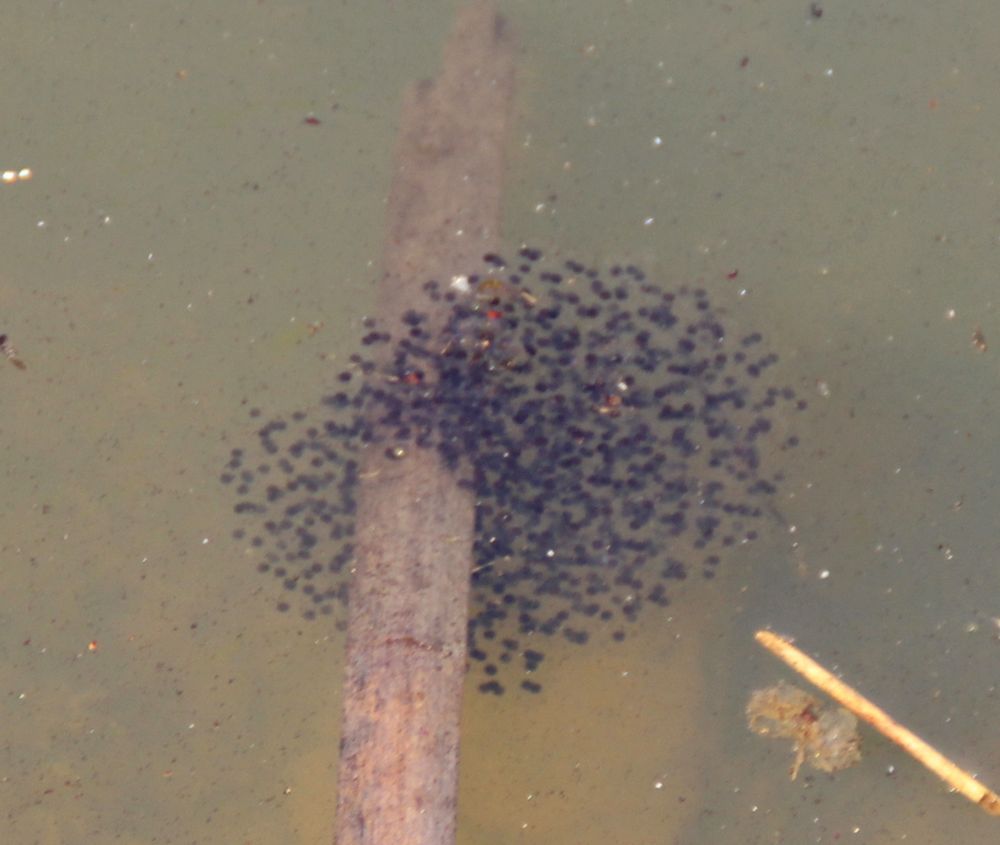 Laich im Teich Foto & Bild andere tiere, teich, natur Bilder auf