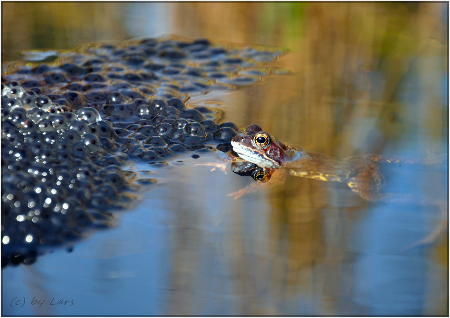 Laich... und Frosch