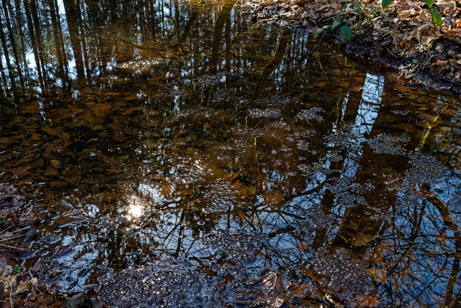 Laichklumpen im Waldtümpel