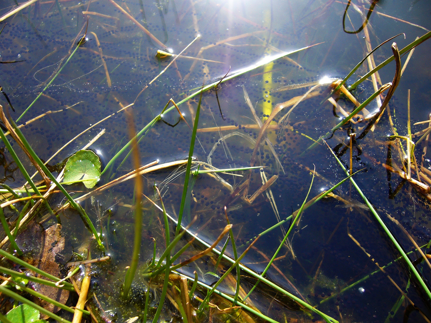 Laichschnüre im Gartenteich - Das Ergebnis aller Bemühungen