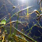 Laichschnüre im Gartenteich - Das Ergebnis aller Bemühungen