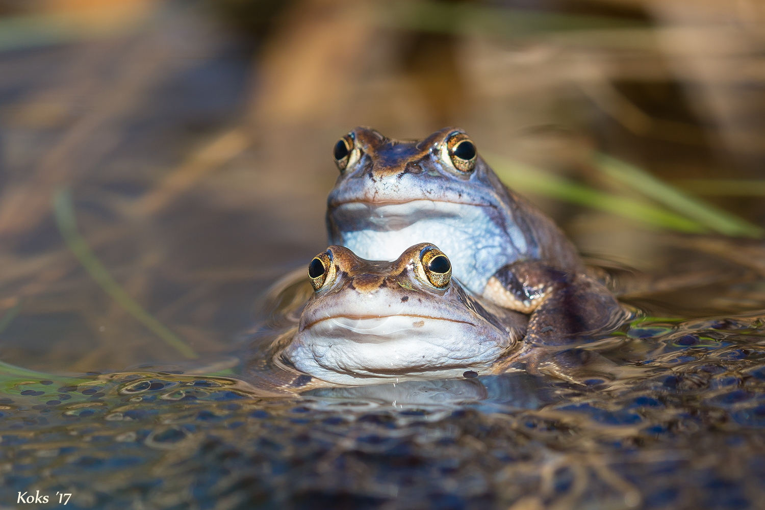 Laichwächter