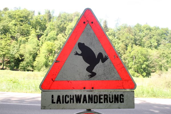 "Laichwanderung" in der Schweiz