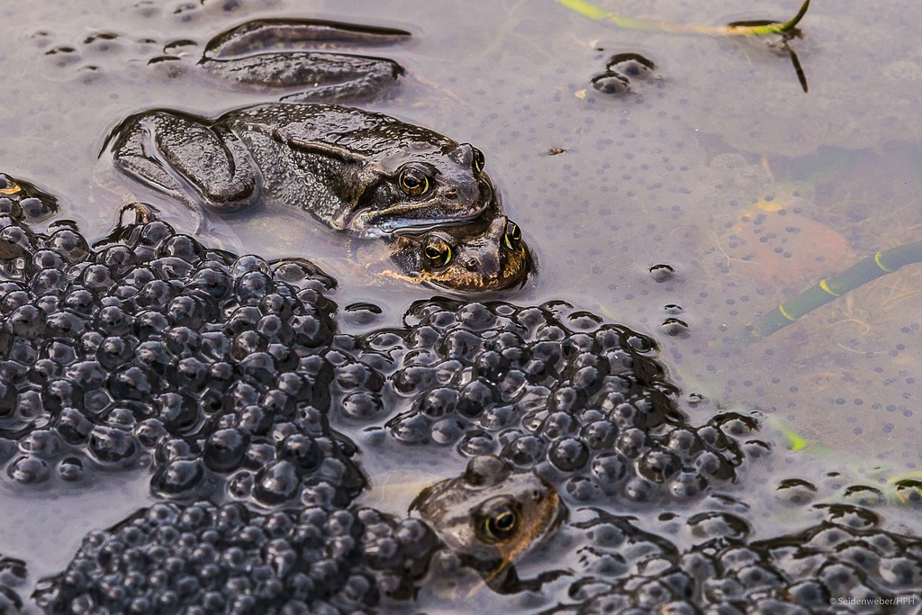 Laichzeit Foto & Bild wildlife, frühling, tiere Bilder auf