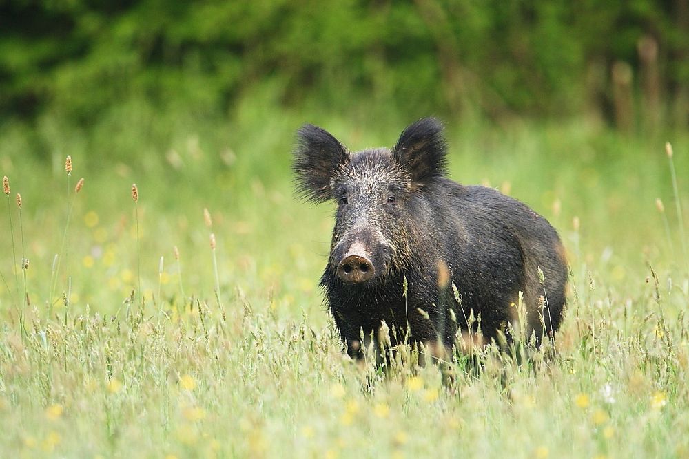 La Laie Est La Femelle De Quel Animal Laie dans la prairie photo et image | animaux, animaux sauvages