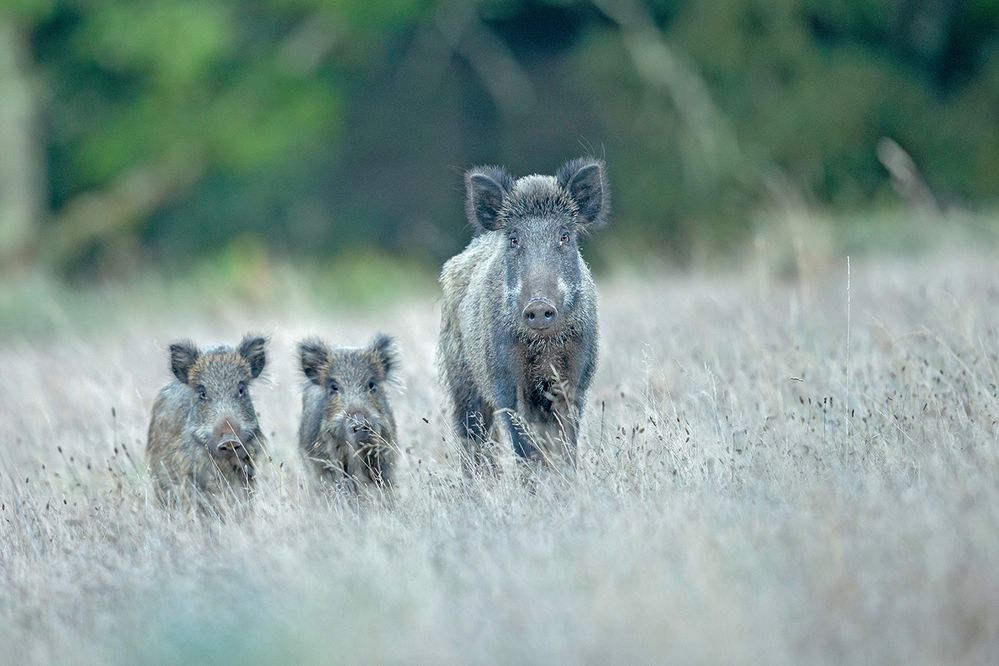 La Laie Est La Femelle De Quel Animal Laie et ses petits photo et image | nature, animaux, wildlife Images