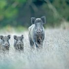 Laie et ses petits