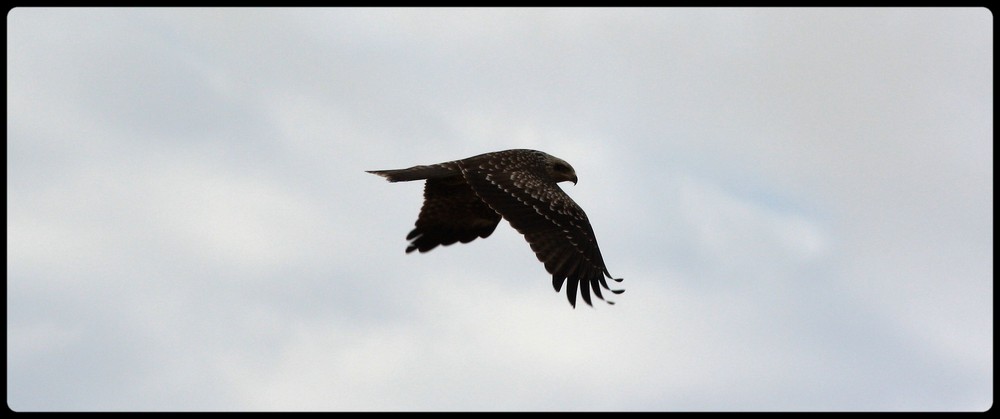 L'aigle