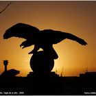 L'aigle de la côte Boulogne Sur Mer