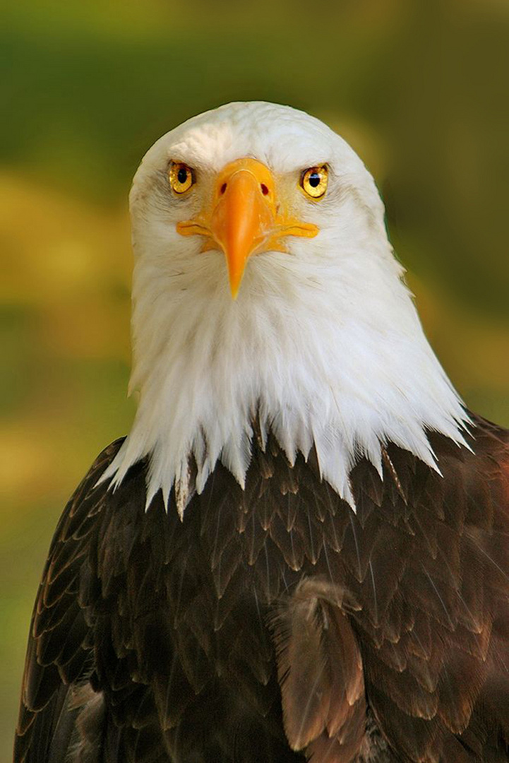 ..L'aigle des pêcheurs...