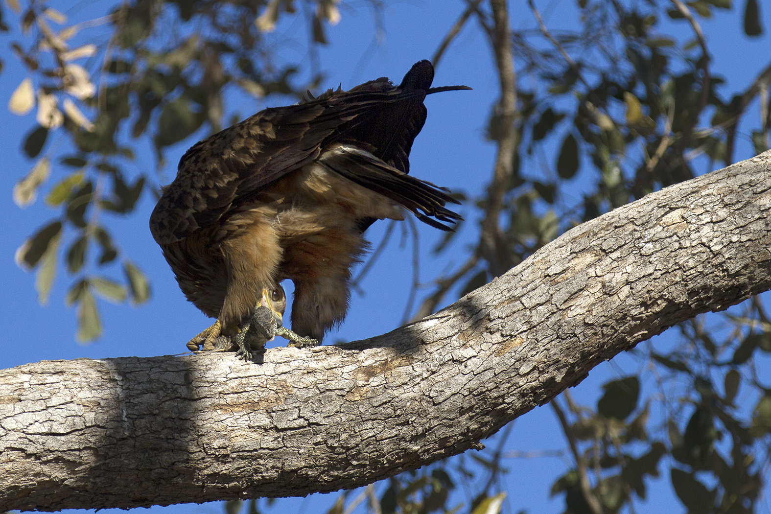 L'aigle et le lézard