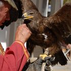 l'aigle et son maitre