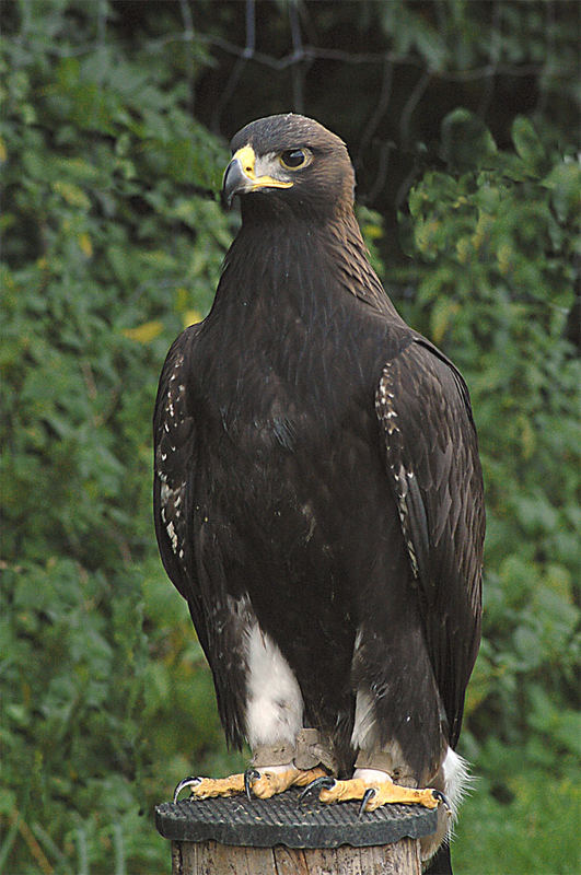 L'aigle fier