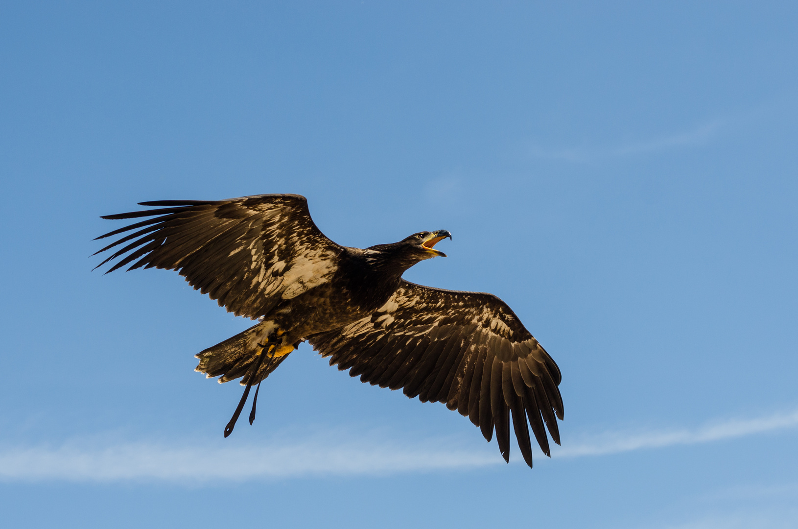 L'aigle impérial