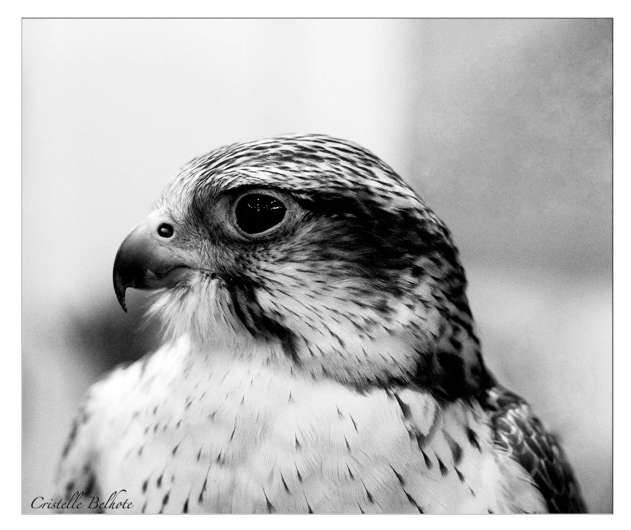 L'aigle noir...(et blanc)