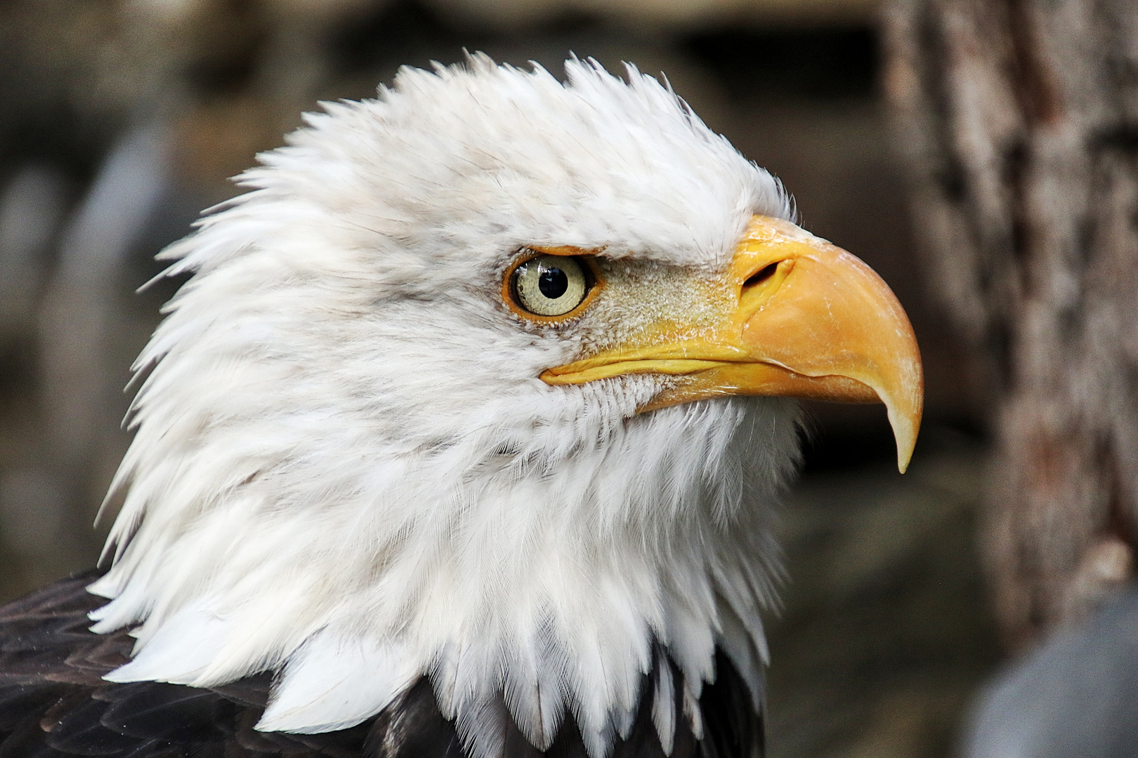 l'aigle pêcheur !