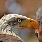 L'aigle qui parlait à l'oreille de l'homme