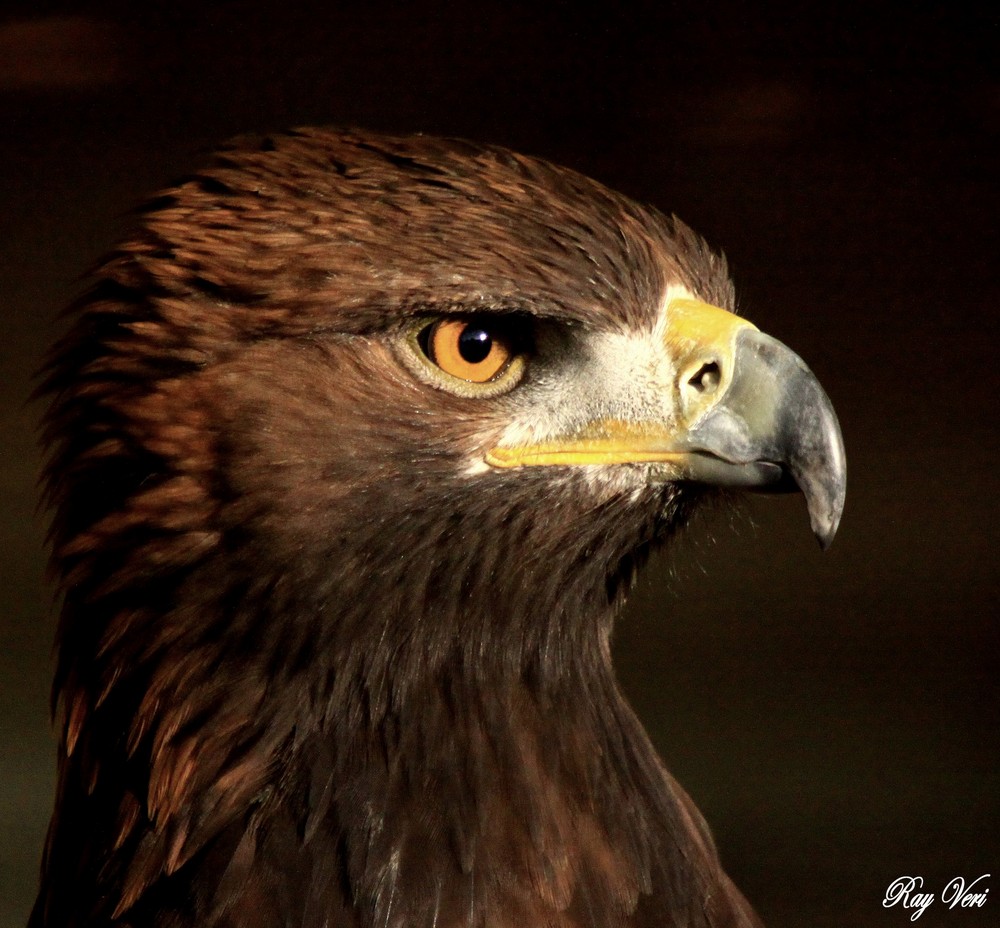 L'Aigle Roi des Airs