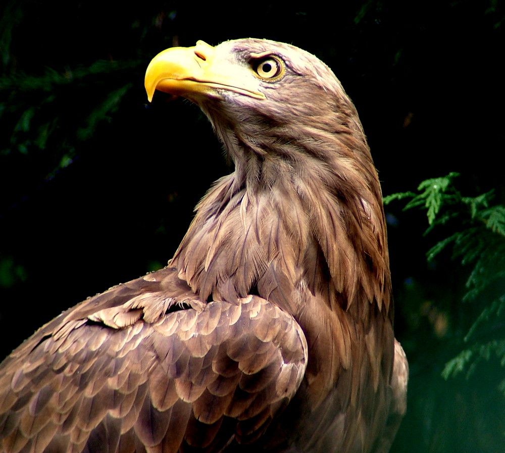 l'aigle royal