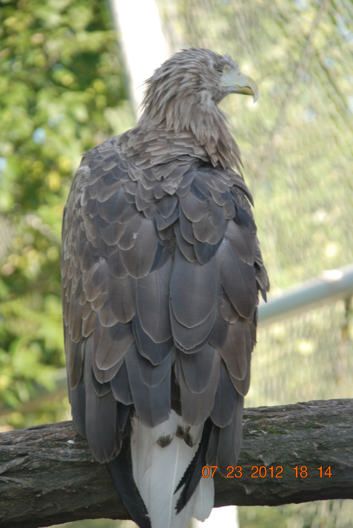 l'aigle royalement endormi