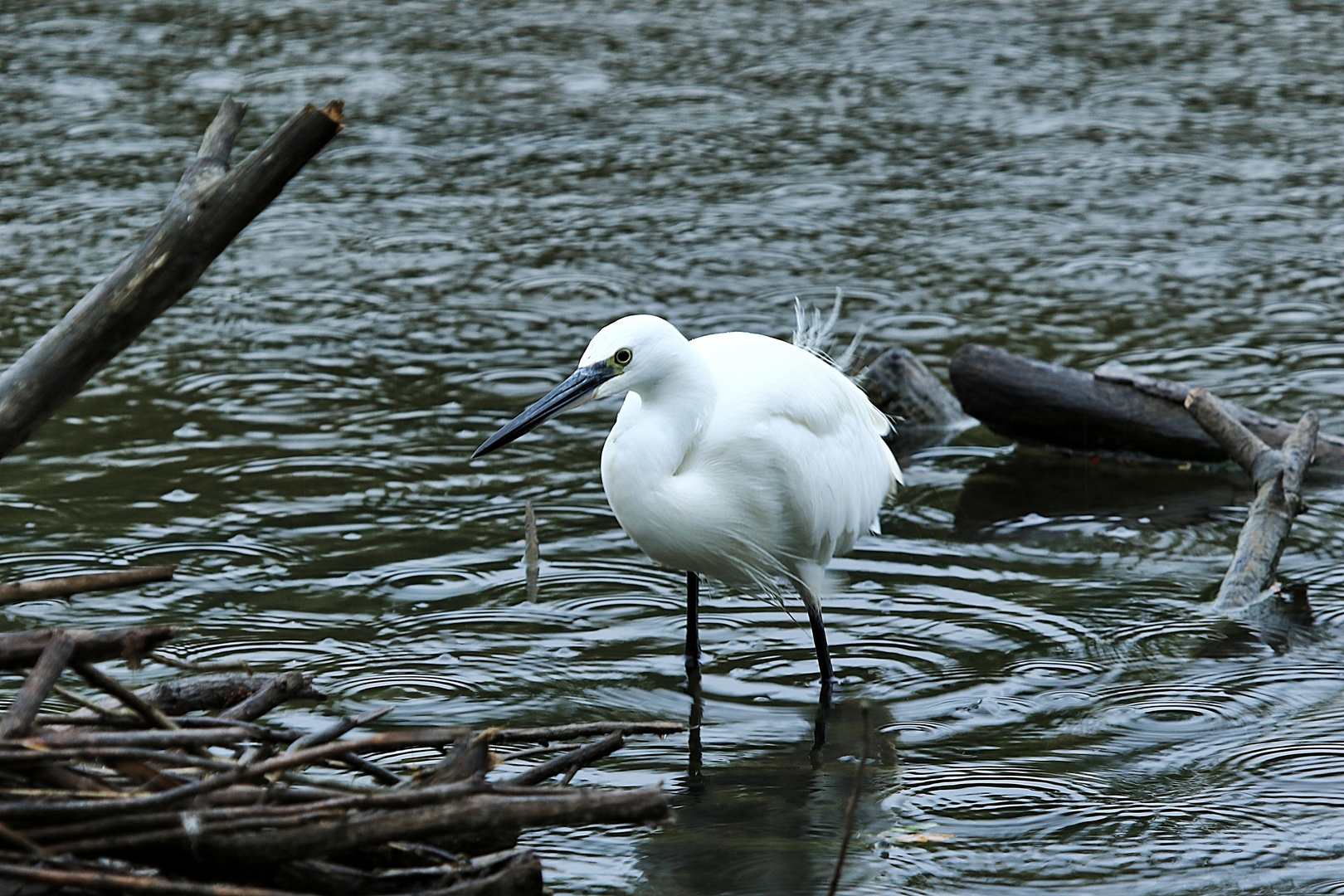 L'aigrette !