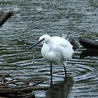 L'aigrette !