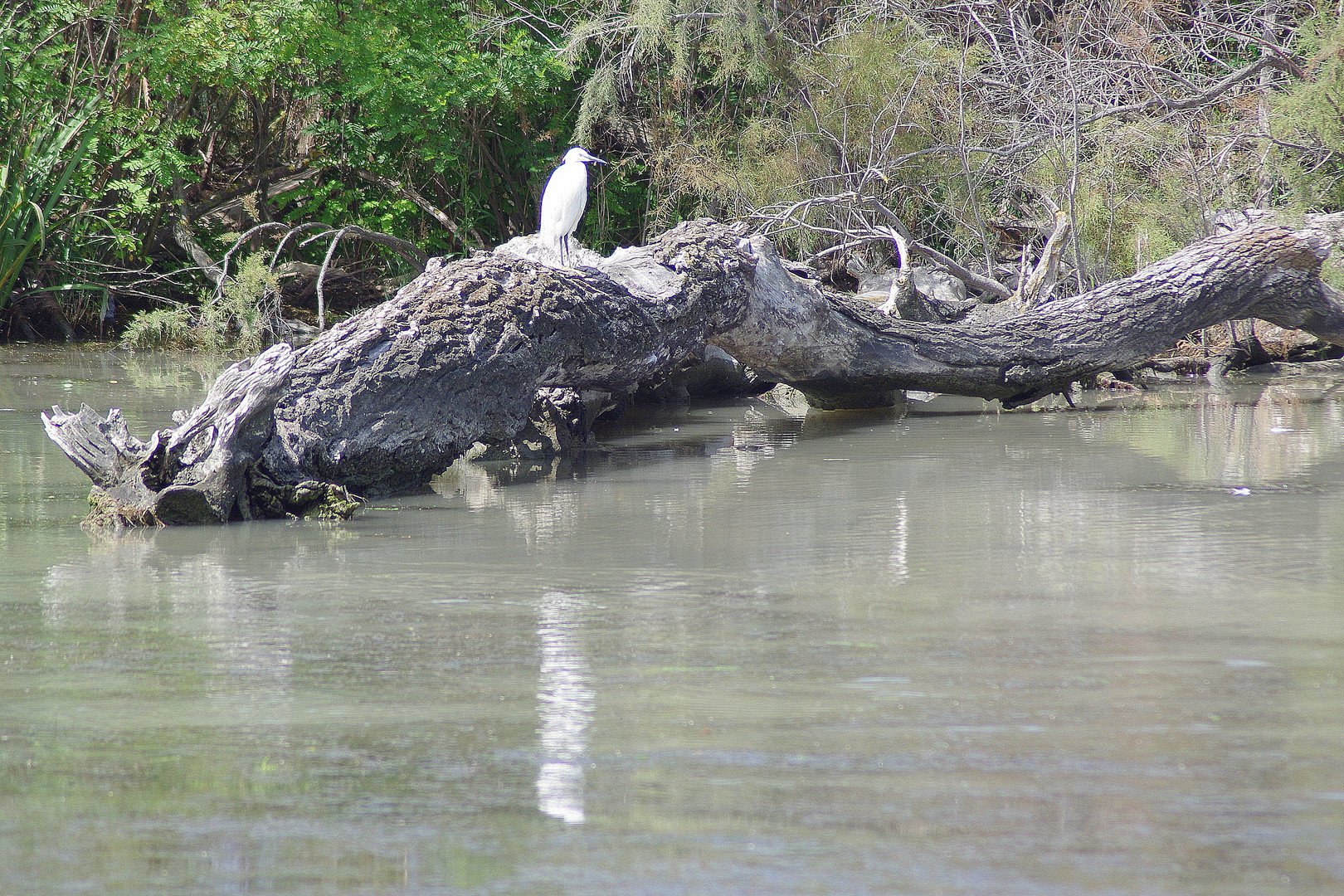 l'aigrette ...