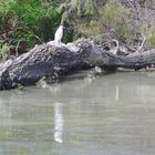 l'aigrette ...