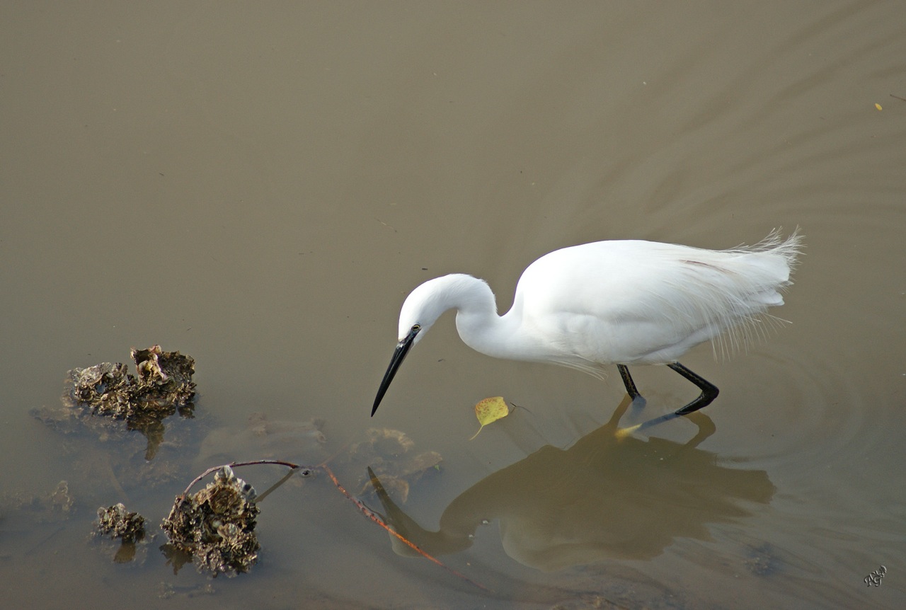 L'aigrette