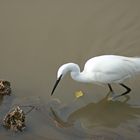 L'aigrette