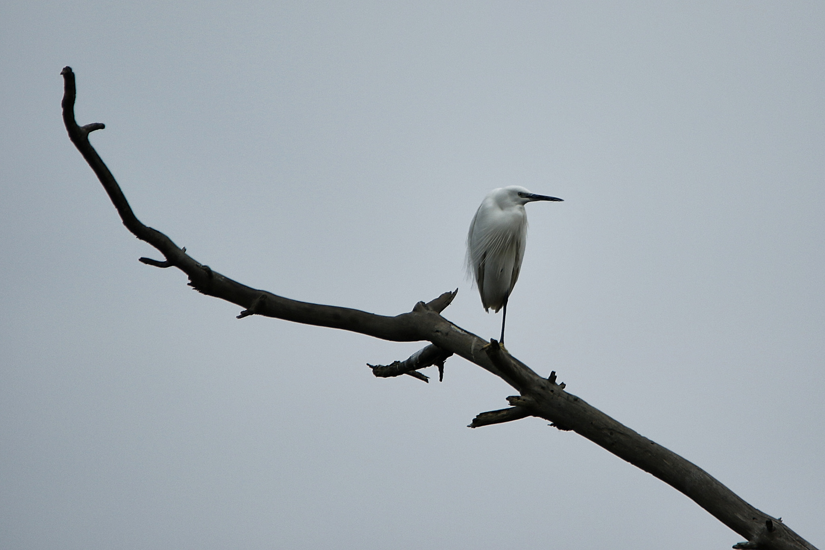 l'aigrette !